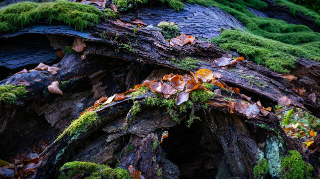 Closeup of fallen leves on ground in autumn.