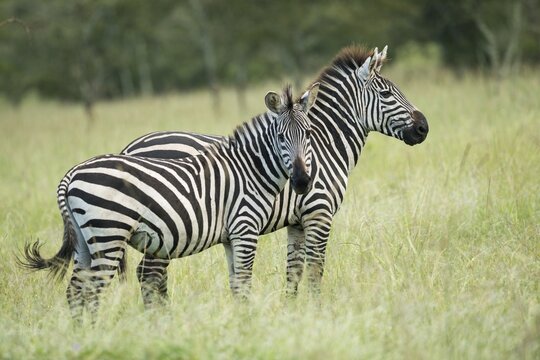 Plains zebras (Equus quagga), Lake Mburo National Park, Uganda