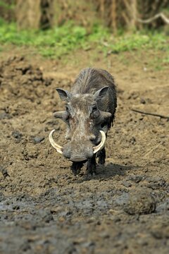 Warthog (Phacochoerus aethiopicus), adult, after a mud bath, Kruger National Park, South Africa