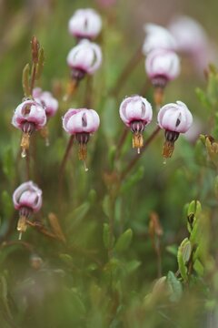 Cranberry (Vaccinium oxycoccus), flowers, Emsland, Lower Saxony, Germany