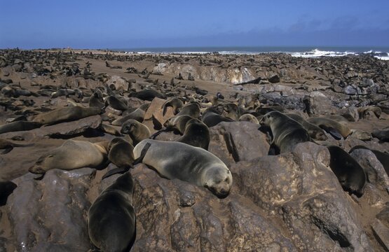 Seal colony (Pinnipedia) Cape Cross, Namibia, Africa