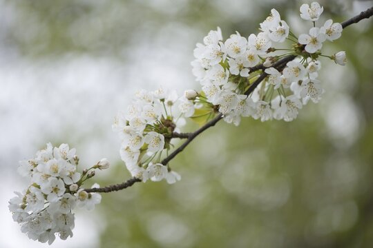 Cherry blossom (Prunus avium), Lower Saxony, Germany