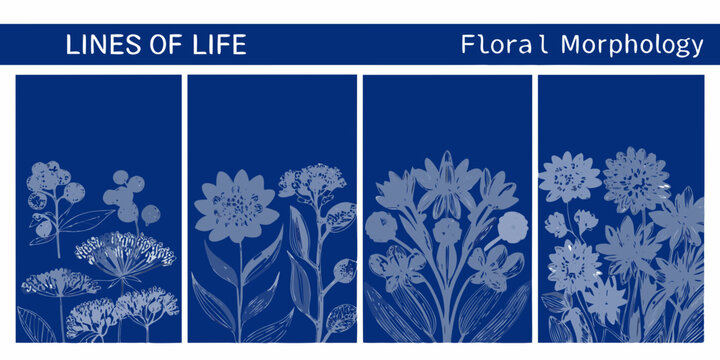 scientific posters with floral morphology illustrations on blue background high quality professional detailed modern elegant