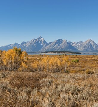 Autumn landscape, yellow coloured Common aspens (Populus tremula) and bushes in front of mountain landscape, Willow Flats Overlook, Teton Range mountain range, Grand Teton National Park, Wyoming, USA