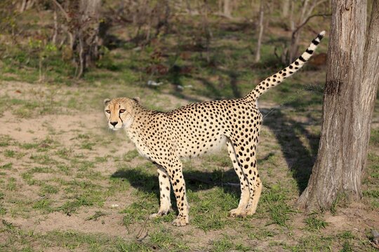 Cheetah (Acinonyx jubatus), adult male marking his territory on a tree, territorial behavior, Sabi Sand Game Reserve, Kruger National Park, South Africa