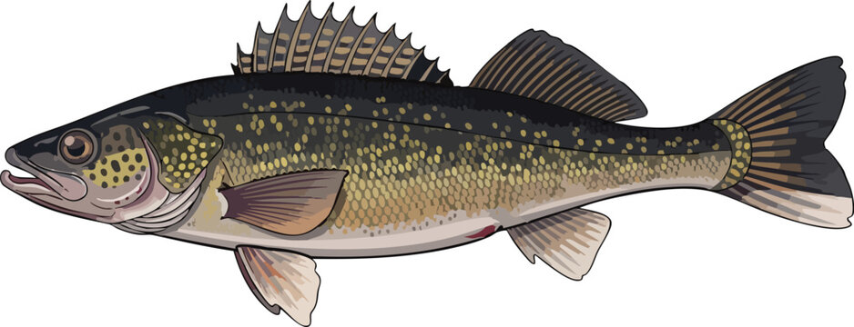 High quality illustration of a walleye fish showing detailed scales and dorsal fins against a plain white background with freshwater pickerel predator gamefish wildlife ichthyology