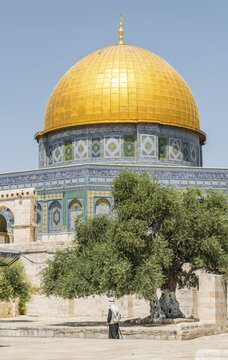 Olive tree on a square in front of the Dome of the Rock, also Qubbat As-sachra, Kipat Hasela, Temple Mount, Old Town, Jerusalem, Israel