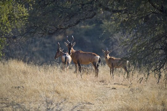 Hartebeests (Alcelaphus buselaphus), Dan Viljoen National Park, Namibia, Africa