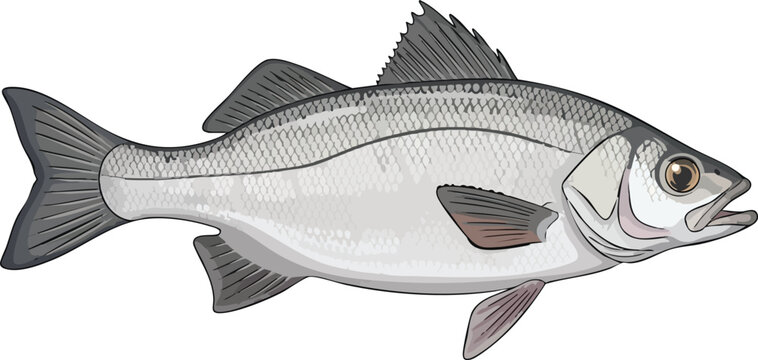Detailed drawing of a white bass with silver scales and distinct horizontal stripes isolated on a white background freshwater temperate horizontal gamefish wildlife ichthyology isolated