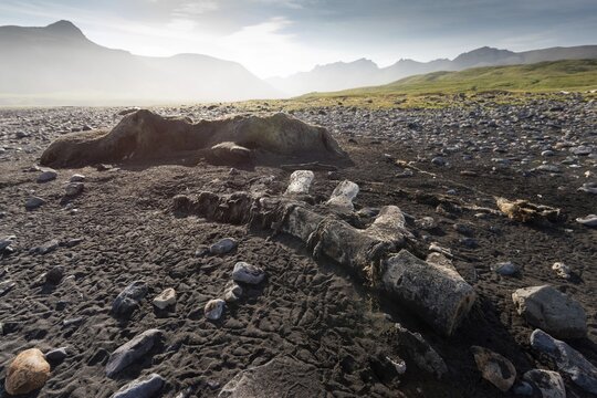 Whale skeleton, beach, Brei&eth;av&iacute;k, East Fjords, V&iacute;knasl&oacute;dir, Iceland