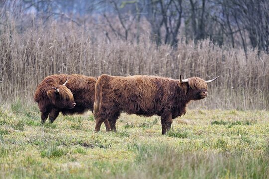 Two Highland cattle (Bos taurus), adult standing in a meadow, Reussspitz nature reserve, Maschwanden, Canton of Zurich, Switzerland