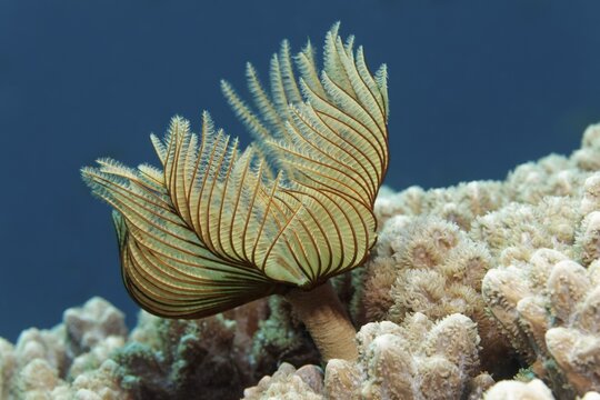 feather duster worm (Sabellastarte) Red Sea, Fury Shoals, Egypt