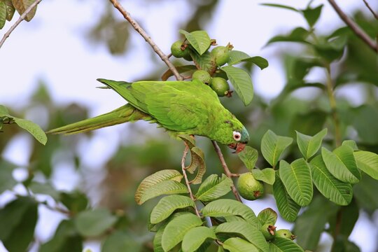 Blue-crowned parakeet (Thectocercus acuticaudatus), adult on tree, foraging, Pantanal, Mato Grosso, Brazil