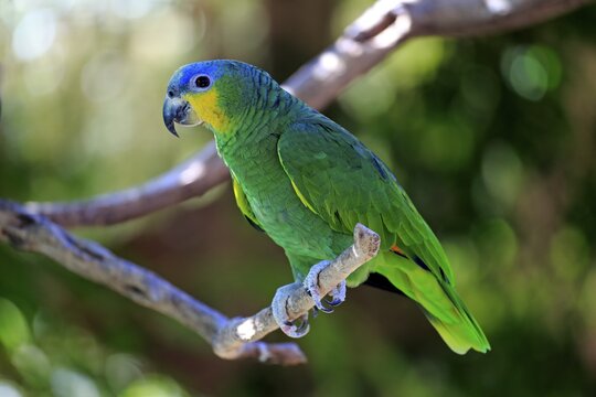 Orange-winged Amazon (Amazona amazonica), adult on tree, native to South America, captive