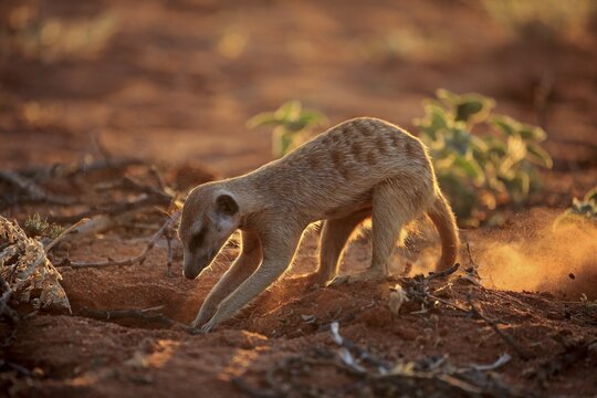 Meerkat (Suricata suricatta), adult, digs for food, foraging, Tswalu Game Reserve, Kalahari, North Cape, South Africa