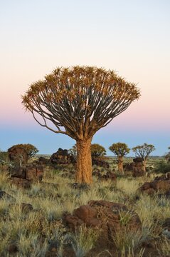 Quiver Tree (Aloe dichotoma) after sunset in Quiver Tree forest at the Garas Camp near Keetmanshoop, Namibia, Africa