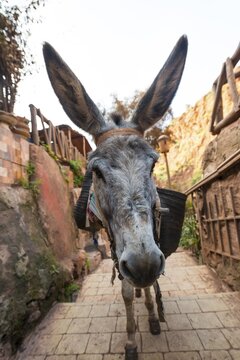 Donkey with long ears in an alley, Morocco
