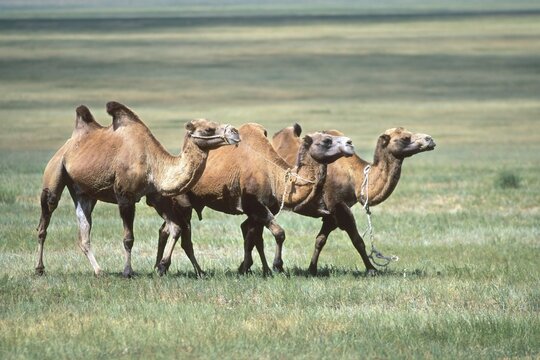 Bactrian camels (Camelus bactrianus), Gobi desert, Mongolia