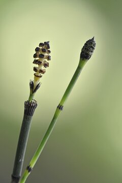 Water Horsetail (Equisetum fluviatile), strobilus, Emsland, Lower Saxony, Germany