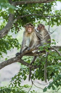 Rhesus monkeys (Macaca mulatta) grooming, Mudumalai Wildlife Sanctuary, Tamil Nadu, India