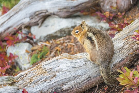 Golden-mantled ground squirrel (Callospermophilus lateralis) sits on a weathered tree trunk, Mount Rainier National Park, Washington, USA