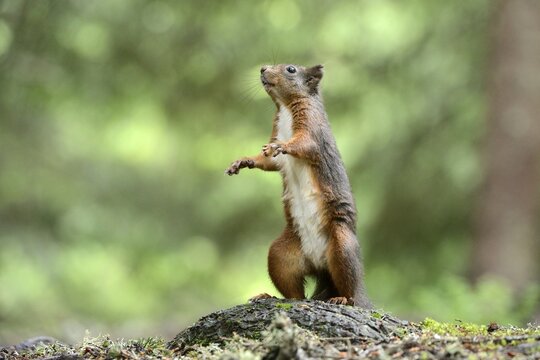 Eurasian red squirrel (Sciurus vulgaris) standing on its hind legs, canton of Grisons, Switzerland, Europe