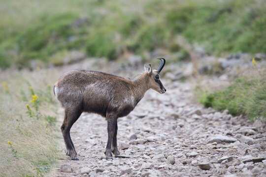Chamois (Rupicapra rupicapra), Vosges, Alsace-Lorraine, France