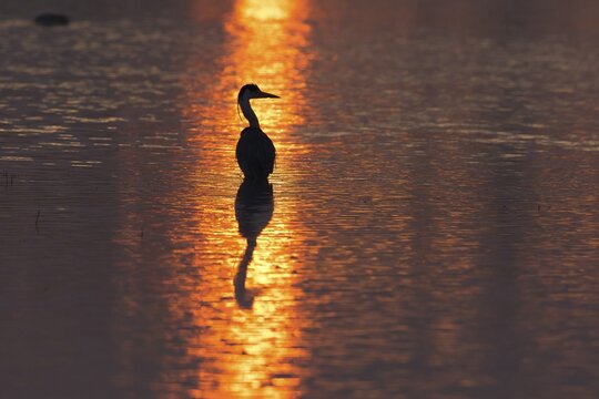 Grey Heron (Ardea cinerea) in the morning light, Lower Saxony, Germany