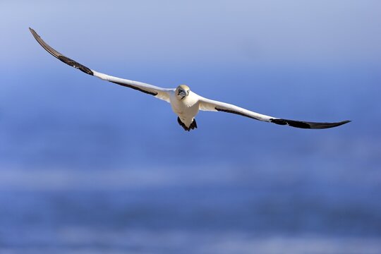 Cape Gannet (Morus capensis), adult flying, Lamberts Bay, Western Cape, South Africa