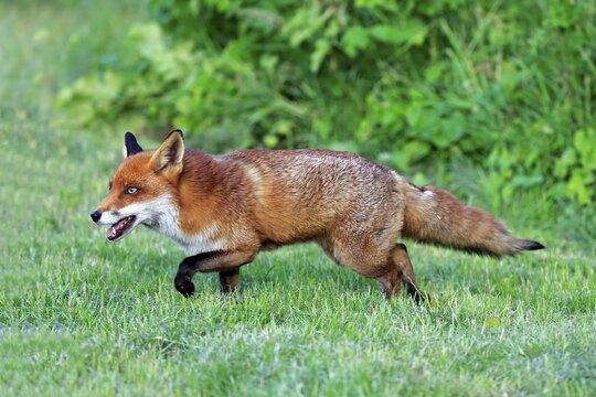 Red Fox (Vulpes vulpes), adult, stalking, Surrey, England, United Kingdom