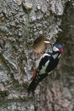 Great Spotted Woodpecker (Dendrocopos major), Emsland, Lower Saxony, Germany