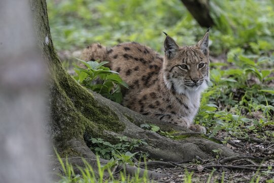 Eurasian lynx (Lynx lynx), captive), coordination enclosure H&uuml;tscheroda, Thuringia, Germany
