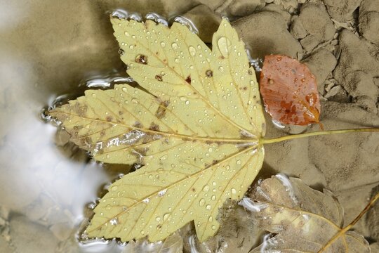 Leaf on water, Steinwandklamm canyon, Triestingtal valley, Lower Austria, Austria, Europe