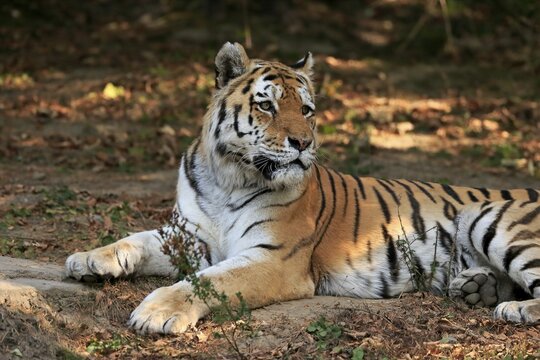 Siberian tiger (Panthera tigris altaica), adult, captive