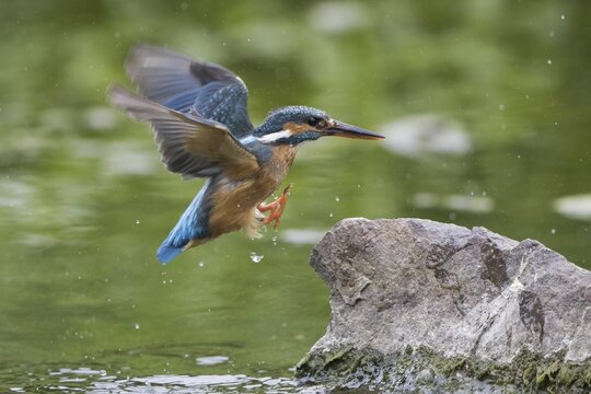 Kingfisher (Alcedo atthis) on landing approach to a stone, Hesse, Germany