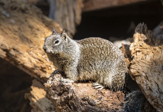 California ground squirrel (Spermophilus beecheyi), Yosemite National Park, California, USA