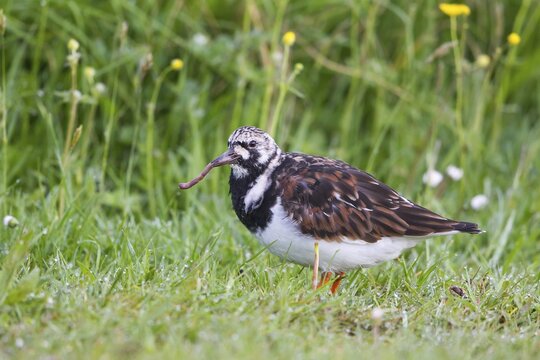 Ruddy Turnstone (Arenaria interpres) with earthworm in beak, Texel, West Frisian Islands, province of North Holland, Holland, The Netherlands