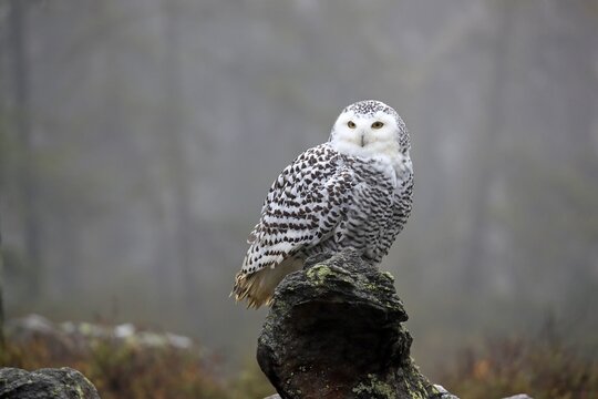 Snowy owl (Nyctea scandiaca), adult, alert, on tree trunk, in autumn, Bohemian Forest, Czech Republic