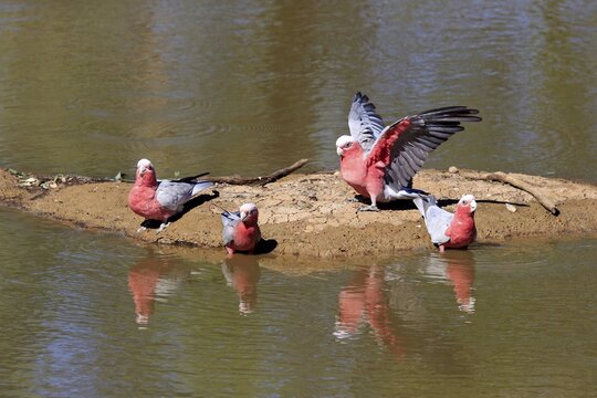 Galah (Eolophus roseicapillus) group drinking at water, Sturt National Park, New South Wales, Australia