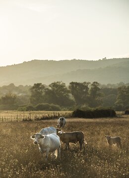 Charolais cattle in a pasture, evening light, Corsica, France