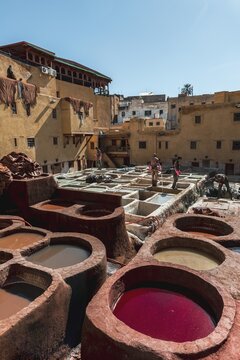 Worker dyeing leather, basin with paint, dyeing, tannery Tannerie Chouara, tanner and dyer quarter, Fes el Bali, Fes, Morocco, Africa
