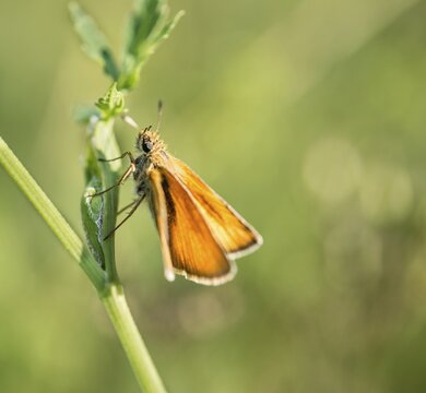 Small Skipper (Thymelicus sylvestris) on a blade of grass, Bavaria, Germany