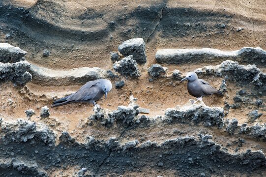 Galapagos Brown Noddies (Anous stolidus galapagensis), Punta Vicente Roca, Isabela Island, Galapagos, Ecuador
