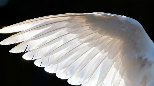 Glinting white bird wing adjusting outdoors as flare appearing near feather tips showing barbs
