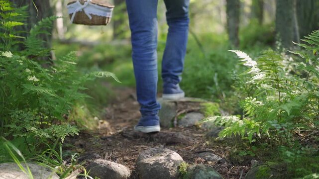 A mushroom picker walks with a basket along forest path. pick berries and mushrooms. eco-tourism. Forest pathway with ferns, natural trail, serene woodland scene, outdoor exploration, hiking backdrop