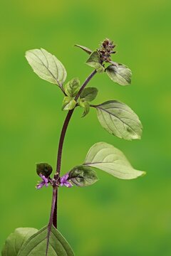 Shrub Basil (Ocimum basilicum) Magic Blue (Magic Blue), plant, leaves, flowers, Ellerstadt, Germany