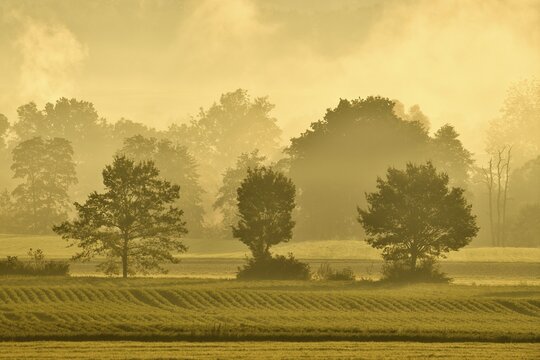 Meadows and trees in early fog, Reusstal, Aristau, Canton Aargau, Switzerland