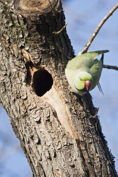Rose-ringed parakeet (Psittacula krameri) at the breeding burrow, Rhineland-Palatinate, Germany