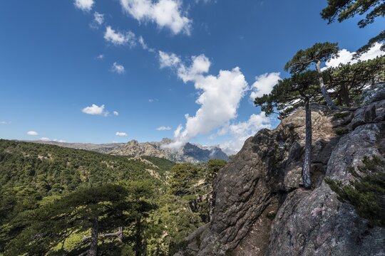 View across a pine forest, Col de Bavella, Bavella Massif, Corsica, France
