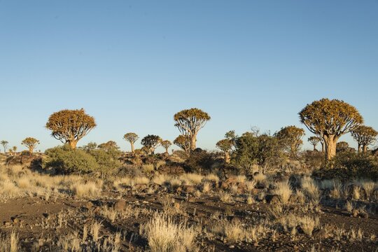 Quiver Trees or Kokerbaum (Aloe dichotoma), near Keetmanshoop, Namibia